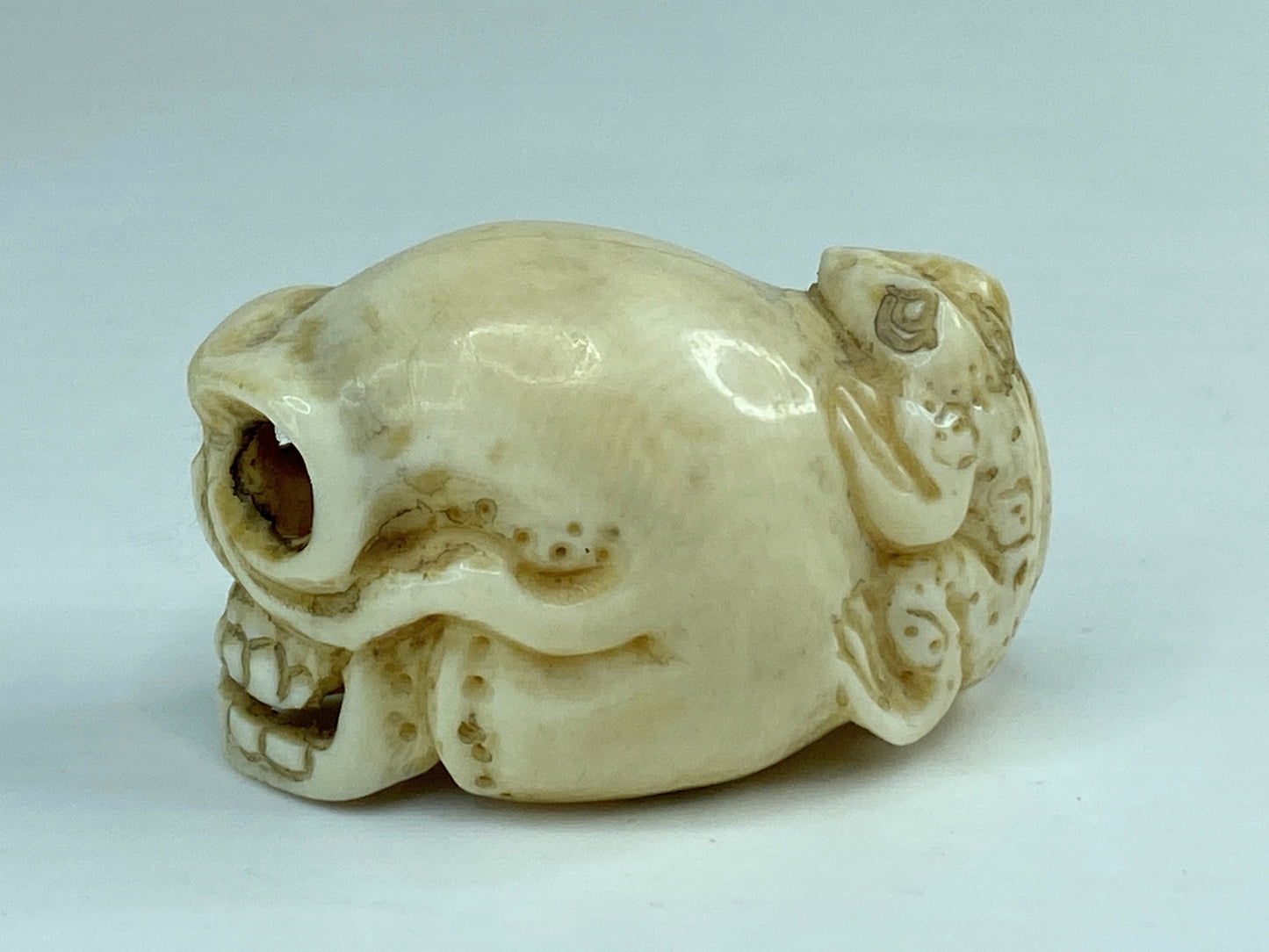 19th C Japanese carved Resin Netsuke Skull and frog signed A591