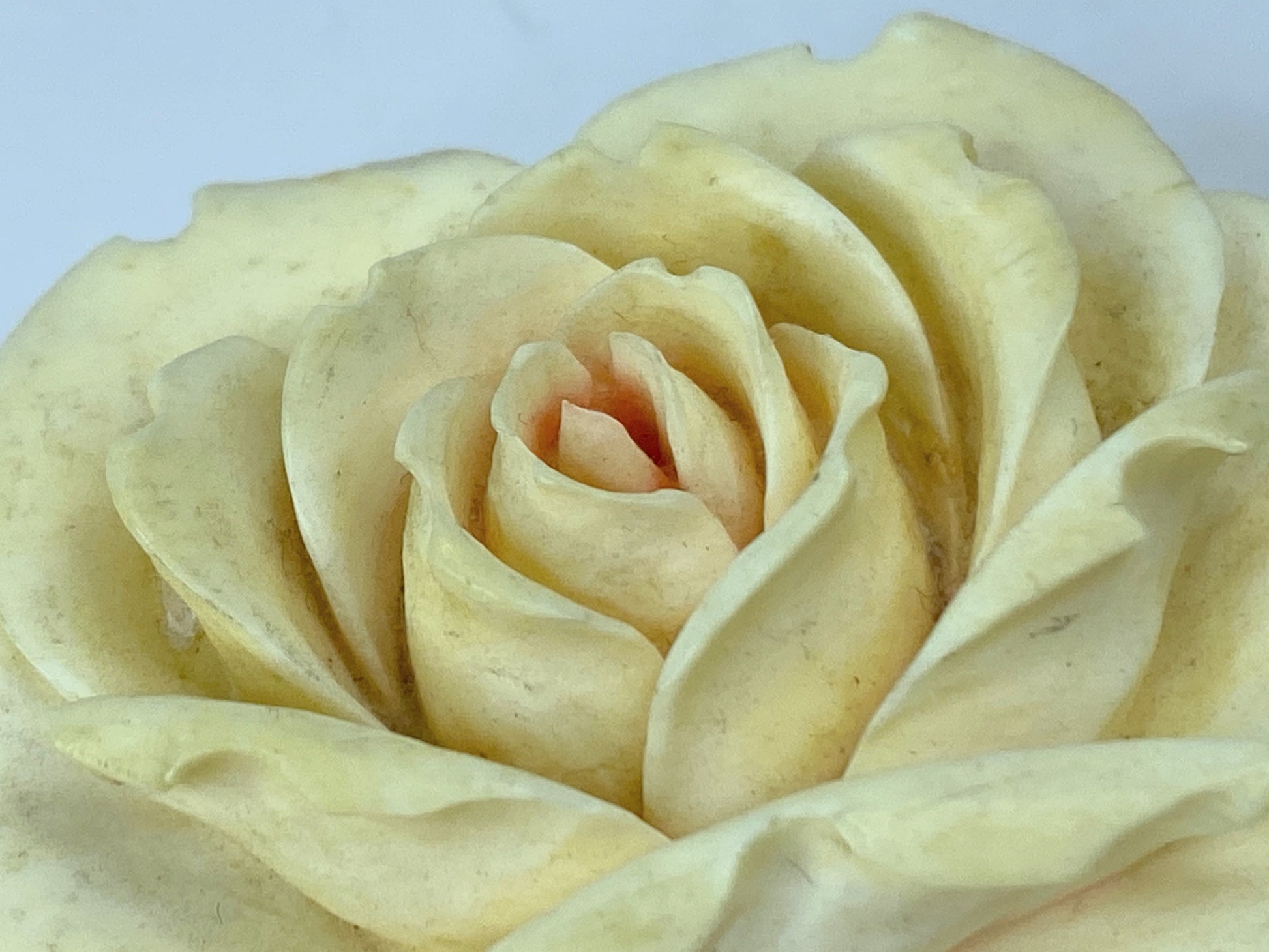 c1930 deep carved resin Rose Floral brooch pink center sterling silver JR671